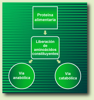 Dietary protein metabolism pathways
